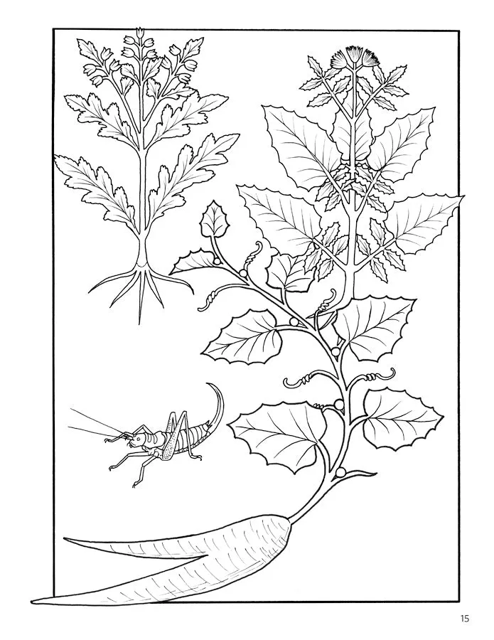 Elegant Herbs & Medicinal Plants Coloring Books