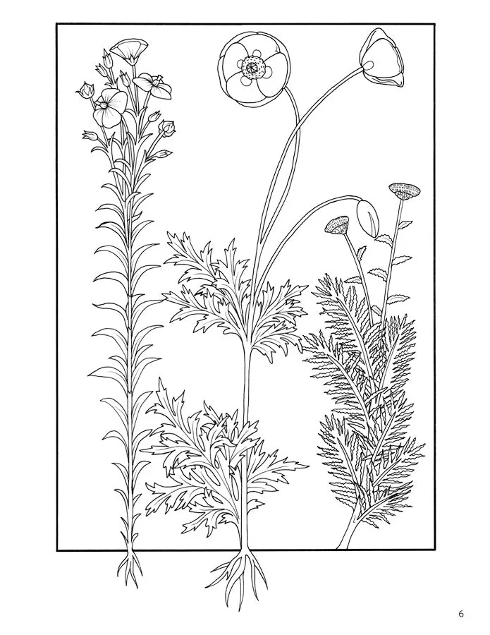 Elegant Herbs & Medicinal Plants Coloring Books